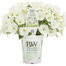 PW Petunia White/Snowdrift (quart pot)