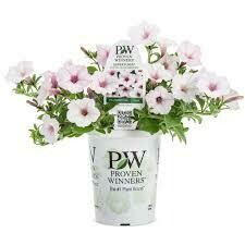PW Petunia Silverberry (quart pot)