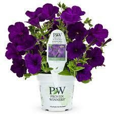 PW Petunia Royal Velvet (quart pot)