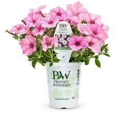 PW Petunia Bubblegum (quart pot)