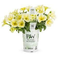 PW Petunia Limoncello or Surfinia Yellow (quart pot)
