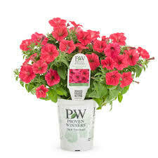 PW Petunia Really Red/Trailing Red (quart pot)