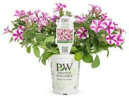PW Petunia Lovie Dovie (quart pot)