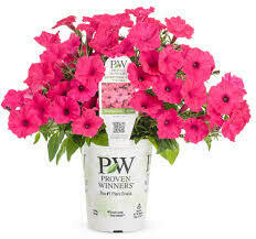 PW Petunia Paradise (quart pot)