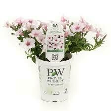 PW Petunia Silverberry (gallon pot)