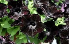 PW Petunia Black Mamba (quart pot)