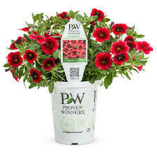 PW Million Superbells Pomegranate Punch (quart pot)
