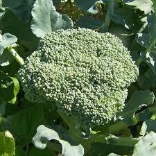 Broccoli and Cauliflower Plants