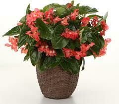 PW Begonia Dragon Wing RED (quart pot)