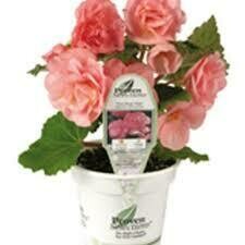PW Begonia Nonstop Pink (quart pot)