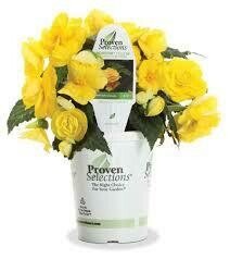 PW Begonia Nonstop Yellow (quart pot)