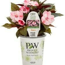 PW Sunpatiens Compact BLUSH Pink (quart pot)