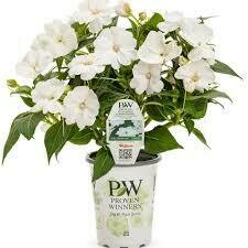 PW Sunpatiens Compact White (quart pot)