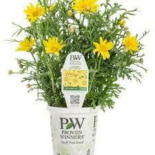 PW Argyranthemum Golden Butterfly Daisy (quart pot)