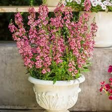 PW Angelonia Angelface Perfectly Pink (quart pot)