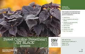 PW Sweet Potato Vine Jet Black Caroline Sweetheart (quart pot)