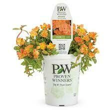 PW Portulaca Mojave Tangerine (quart pot)
