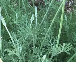 Lavender Fernleaf (3" herb pot)