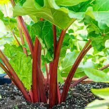 Rhubarb Plant (8" vegetable pot) $15.99
