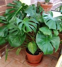 Monstera Deliciosa Swiss Cheese Plant (10" Large Tropical) $39.99