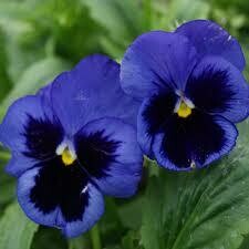 Pansy Deep Blue (3 pack)