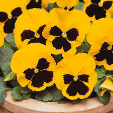 Pansy Yellow with Blotch (3 pack)