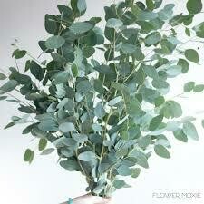 Eucalyptus Silver Dollar Gum (3