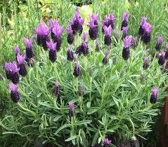 Lavender French (3" herb pot)