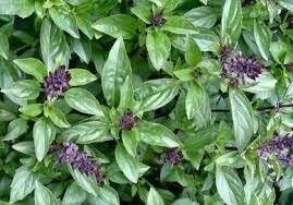 Basil Cinnamon (3" herb pot)