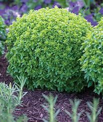 Basil Boxwood (3" herb pot)
