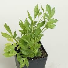 Lovage (3" herb pot)