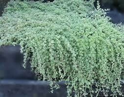 Thyme Wooly (3