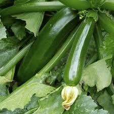 Zucchini & Squash Plants