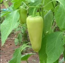 Pepper Plant Hungarian Hot Wax (3 pack vegetable)