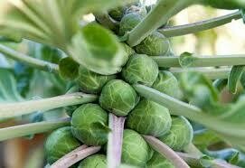 Brussels Sprouts Plants