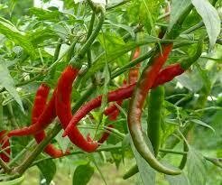 Pepper Plant Cayenne (3 pack vegetable)