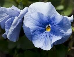 Pansy True Blue (3 pack)