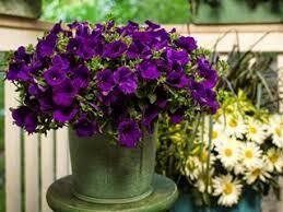 Flowering Annuals & Proven Winners