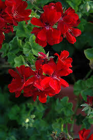 Ivy Geranium Deep Red / Ruby (4 1/2