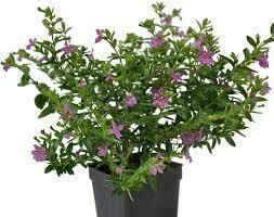 PW Cuphea Selena Purple Mexican Heather Floriglory (quart pot)