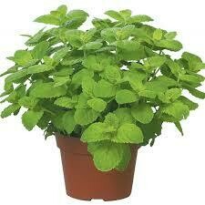 Mint Apple (3" herb pot)