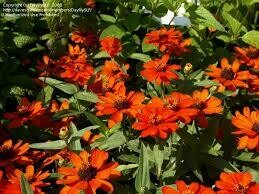 Zinnia Profusion Fire (3 pack)