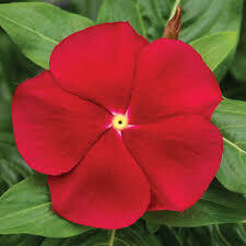 Vinca Really Red (3 pack)