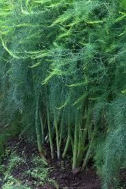 Asparagus Plants