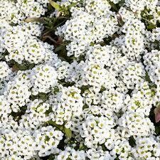Alyssum White Snow Crystals/ Clear Crystal (3 pack)
