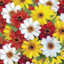 Zinnia Profusion 5 Colors Mix (3 pack)