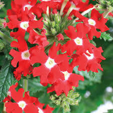 Verbena Red Obsession (3 pack)