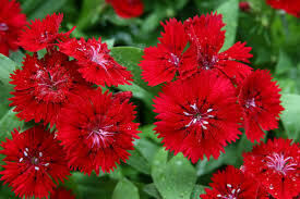 Dianthus Diamond Scarlet Red (3 pack)