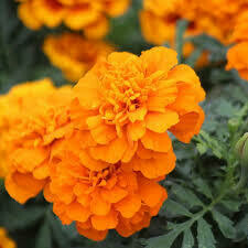 Marigold Hero Orange (3 pack)