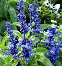 Salvia Victoria Blue (3 pack)